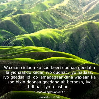 Picture 03 - Ishacyaah 41:19 SOM - Waxaan cidlada ku soo beeri doonaa geedaha la - Bible Verse Picture