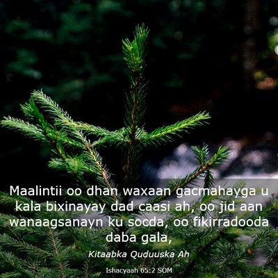 Picture 03 - Ishacyaah 65:2 SOM - Maalintii oo dhan waxaan gacmahayga u kala - Bible Verse Picture