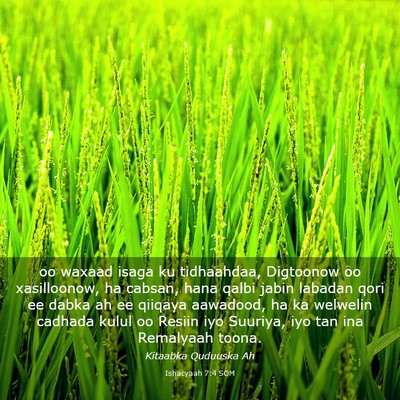 Picture 03 - Ishacyaah 7:4 SOM - oo waxaad isaga ku tidhaahdaa, Digtoonow oo - Bible Verse Picture