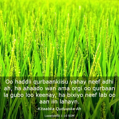 Picture 03 - Laawiyiintii 1:10 SOM - Oo haddii qurbaankiisu yahay neef adhi ah, ha - Bible Verse Picture