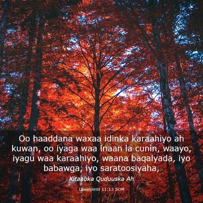 Picture 03 - Laawiyiintii 11:13 SOM - Oo haaddana waxaa idinka karaahiyo ah kuwan, oo - Bible Verse Picture