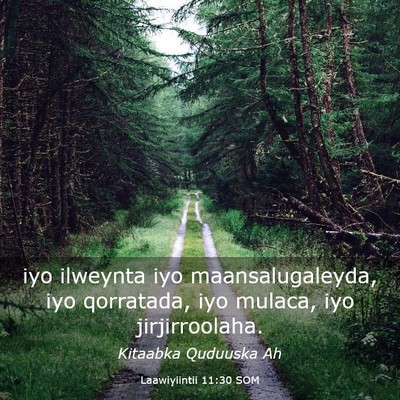 Picture 03 - Laawiyiintii 11:30 SOM - iyo ilweynta iyo maansalugaleyda, iyo qorratada, - Bible Verse Picture