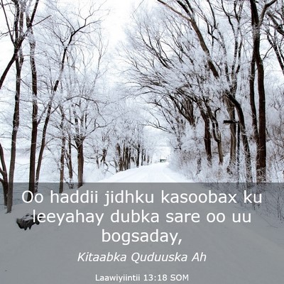 Picture 03 - Laawiyiintii 13:18 SOM - Oo haddii jidhku kasoobax ku leeyahay dubka sare - Bible Verse Picture