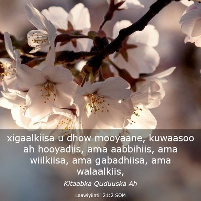 Picture 03 - Laawiyiintii 21:2 SOM - xigaalkiisa u dhow mooyaane, kuwaasoo ah - Bible Verse Picture