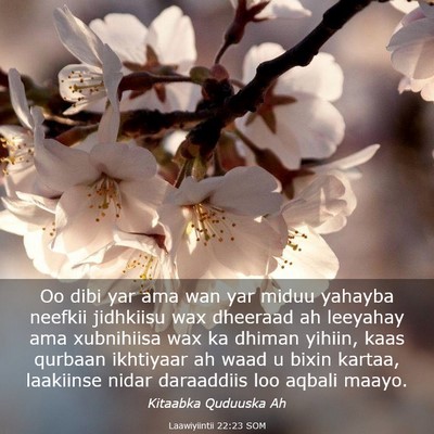 Picture 03 - Laawiyiintii 22:23 SOM - Oo dibi yar ama wan yar miduu yahayba neefkii - Bible Verse Picture