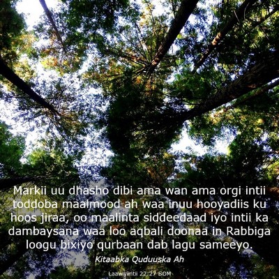 Picture 03 - Laawiyiintii 22:27 SOM - Markii uu dhasho dibi ama wan ama orgi intii - Bible Verse Picture