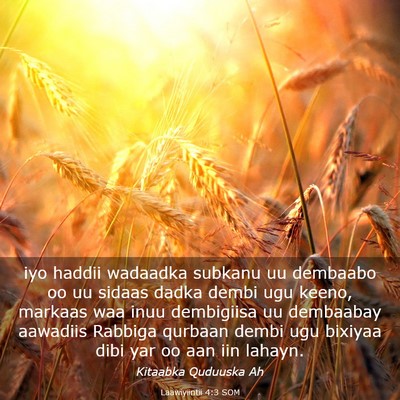 Picture 03 - Laawiyiintii 4:3 SOM - iyo haddii wadaadka subkanu uu dembaabo oo uu - Bible Verse Picture