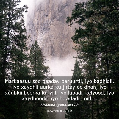 Picture 03 - Laawiyiintii 8:25 SOM - Markaasuu soo qaaday baruurtii, iyo badhidii, iyo - Bible Verse Picture