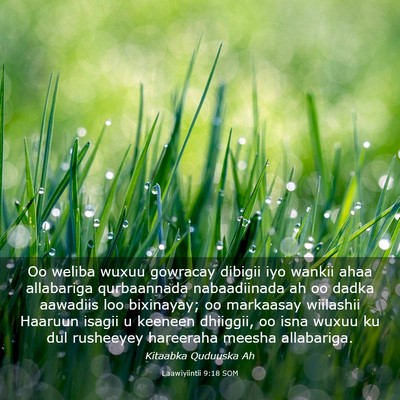 Picture 03 - Laawiyiintii 9:18 SOM - Oo weliba wuxuu gowracay dibigii iyo wankii ahaa - Bible Verse Picture
