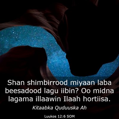 Picture 03 - Luukos 12:6 SOM - Shan shimbirrood miyaan laba beesadood lagu - Bible Verse Picture