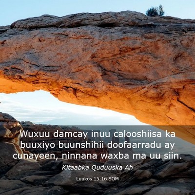 Picture 03 - Luukos 15:16 SOM - Wuxuu damcay inuu calooshiisa ka buuxiyo - Bible Verse Picture