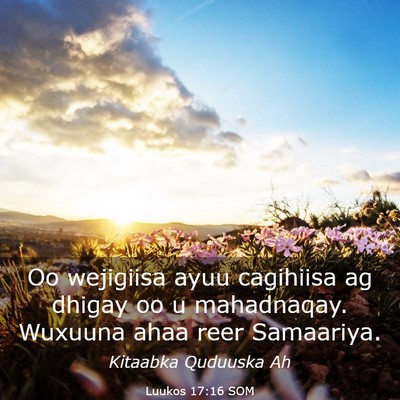 Picture 03 - Luukos 17:16 SOM - Oo wejigiisa ayuu cagihiisa ag dhigay oo u - Bible Verse Picture
