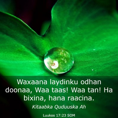 Picture 03 - Luukos 17:23 SOM - Waxaana laydinku odhan doonaa, Waa taas! Waa tan! - Bible Verse Picture