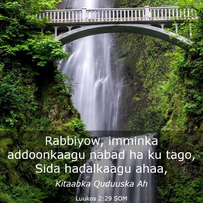 Picture 03 - Luukos 2:29 SOM - Rabbiyow, imminka addoonkaagu nabad ha ku tago, - Bible Verse Picture