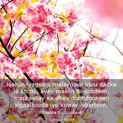 Picture 03 - Luukos 2:44 SOM - laakiin iyagoo u malaynaya inuu dadka la socdo, - Bible Verse Picture