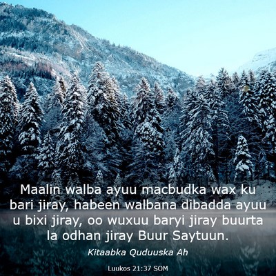 Picture 03 - Luukos 21:37 SOM - Maalin walba ayuu macbudka wax ku bari jiray, - Bible Verse Picture