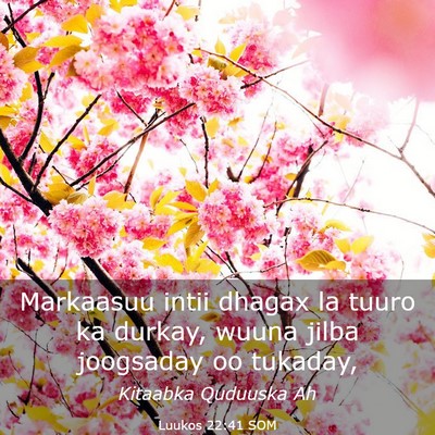 Picture 03 - Luukos 22:41 SOM - Markaasuu intii dhagax la tuuro ka durkay, wuuna - Bible Verse Picture