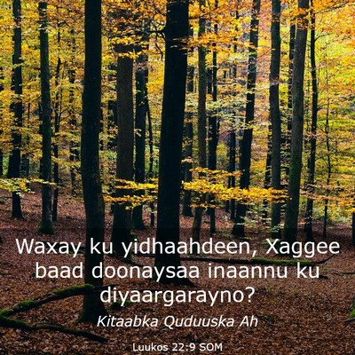 Picture 03 - Luukos 22:9 SOM - Waxay ku yidhaahdeen, Xaggee baad doonaysaa - Bible Verse Picture