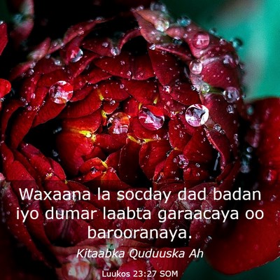 Picture 03 - Luukos 23:27 SOM - Waxaana la socday dad badan iyo dumar laabta - Bible Verse Picture