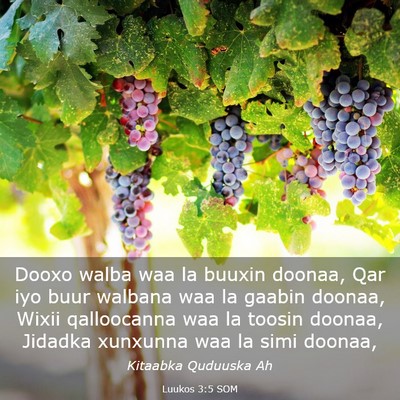 Picture 03 - Luukos 3:5 SOM - Dooxo walba waa la buuxin doonaa, Qar iyo buur - Bible Verse Picture