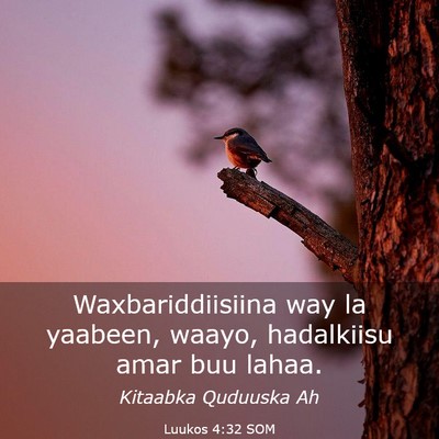 Picture 03 - Luukos 4:32 SOM - Waxbariddiisiina way la yaabeen, waayo, - Bible Verse Picture