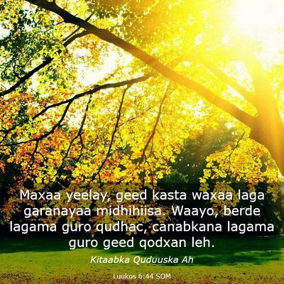Picture 03 - Luukos 6:44 SOM - Maxaa yeelay, geed kasta waxaa laga garanayaa - Bible Verse Picture