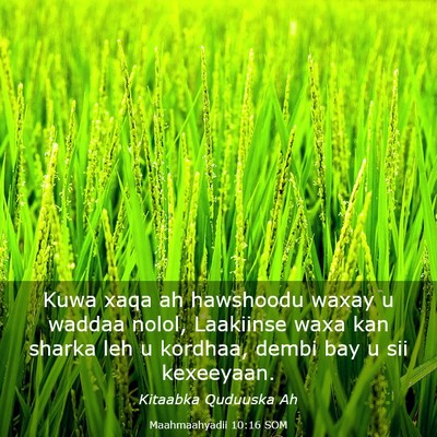 Picture 03 - Maahmaahyadii 10:16 SOM - Kuwa xaqa ah hawshoodu waxay u waddaa nolol, - Bible Verse Picture