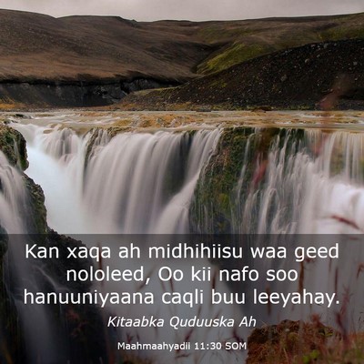 Picture 03 - Maahmaahyadii 11:30 SOM - Kan xaqa ah midhihiisu waa geed nololeed, Oo kii - Bible Verse Picture