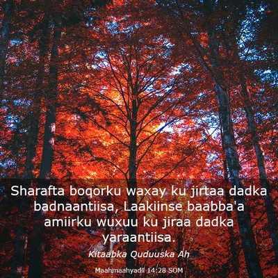 Picture 03 - Maahmaahyadii 14:28 SOM - Sharafta boqorku waxay ku jirtaa dadka - Bible Verse Picture