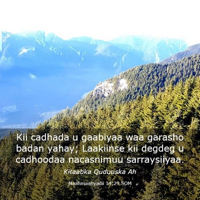 Picture 03 - Maahmaahyadii 14:29 SOM - Kii cadhada u gaabiyaa waa garasho badan yahay; - Bible Verse Picture