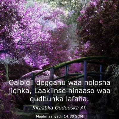 Picture 03 - Maahmaahyadii 14:30 SOM - Qalbigii degganu waa nolosha jidhka, Laakiinse - Bible Verse Picture
