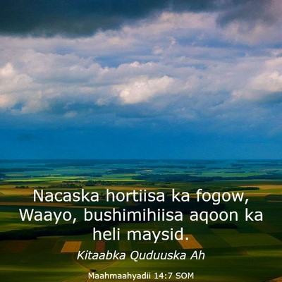 Picture 03 - Maahmaahyadii 14:7 SOM - Nacaska hortiisa ka fogow, Waayo, bushimihiisa - Bible Verse Picture