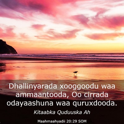 Picture 03 - Maahmaahyadii 20:29 SOM - Dhallinyarada xooggoodu waa ammaantooda, Oo - Bible Verse Picture
