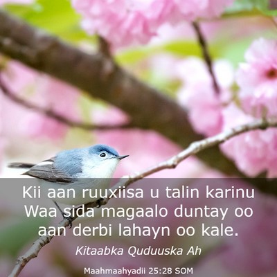 Picture 03 - Maahmaahyadii 25:28 SOM - Kii aan ruuxiisa u talin karinu Waa sida magaalo - Bible Verse Picture