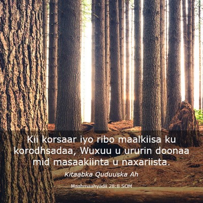 Picture 03 - Maahmaahyadii 28:8 SOM - Kii korsaar iyo ribo maalkiisa ku korodhsadaa, - Bible Verse Picture