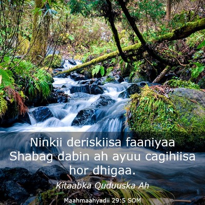Picture 03 - Maahmaahyadii 29:5 SOM - Ninkii deriskiisa faaniyaa Shabag dabin ah ayuu - Bible Verse Picture