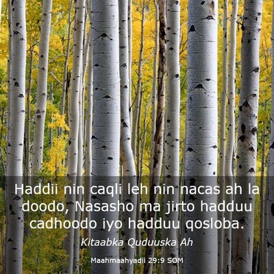 Picture 03 - Maahmaahyadii 29:9 SOM - Haddii nin caqli leh nin nacas ah la doodo, - Bible Verse Picture