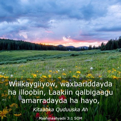 Picture 03 - Maahmaahyadii 3:1 SOM - Wiilkaygiiyow, waxbariddayda ha illoobin, Laakiin - Bible Verse Picture