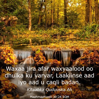 Picture 03 - Maahmaahyadii 30:24 SOM - Waxaa jira afar waxyaalood oo dhulka ku yaryar, - Bible Verse Picture