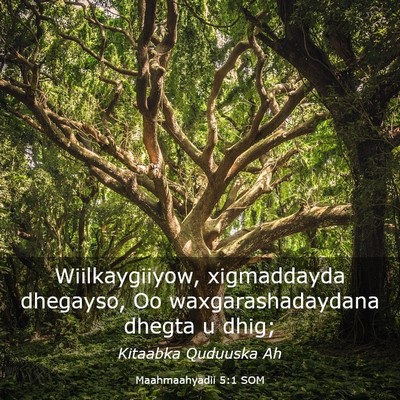 Picture 03 - Maahmaahyadii 5:1 SOM - Wiilkaygiiyow, xigmaddayda dhegayso, Oo - Bible Verse Picture