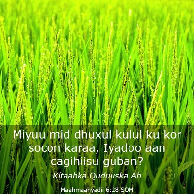 Picture 03 - Maahmaahyadii 6:28 SOM - Miyuu mid dhuxul kulul ku kor socon karaa, Iyadoo - Bible Verse Picture