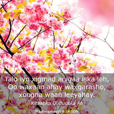 Picture 03 - Maahmaahyadii 8:14 SOM - Talo iyo xigmad anigaa iska leh, Oo waxaan ahay - Bible Verse Picture