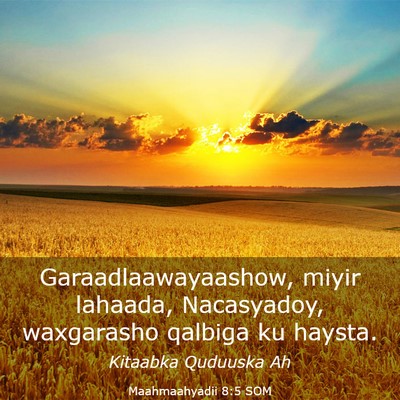 Picture 03 - Maahmaahyadii 8:5 SOM - Garaadlaawayaashow, miyir lahaada, Nacasyadoy, - Bible Verse Picture