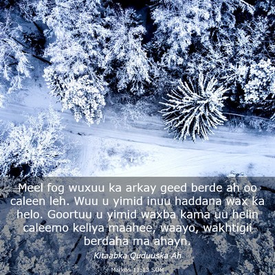 Picture 03 - Markos 11:13 SOM - Meel fog wuxuu ka arkay geed berde ah oo caleen - Bible Verse Picture
