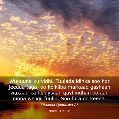 Picture 03 - Markos 11:2 SOM - Wuxuuna ku yidhi, Tuulada idinka soo hor jeedda - Bible Verse Picture