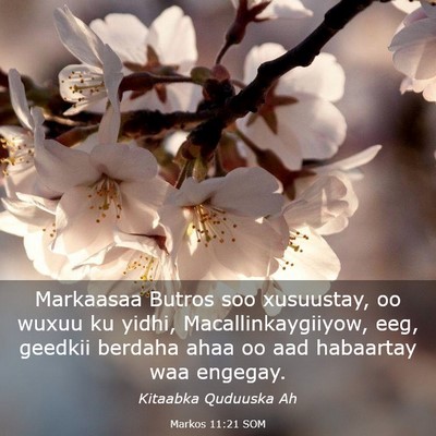 Picture 03 - Markos 11:21 SOM - Markaasaa Butros soo xusuustay, oo wuxuu ku - Bible Verse Picture