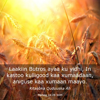Picture 03 - Markos 14:29 SOM - Laakiin Butros ayaa ku yidhi, In kastoo kulligood - Bible Verse Picture