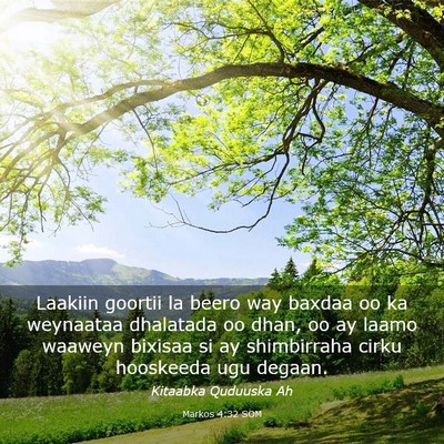 Picture 03 - Markos 4:32 SOM - Laakiin goortii la beero way baxdaa oo ka - Bible Verse Picture