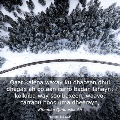 Picture 03 - Markos 4:5 SOM - Qaar kalena waxay ku dhaceen dhul dhagax ah oo - Bible Verse Picture