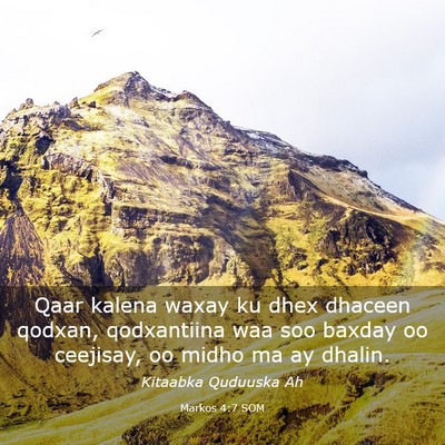 Picture 03 - Markos 4:7 SOM - Qaar kalena waxay ku dhex dhaceen qodxan, - Bible Verse Picture